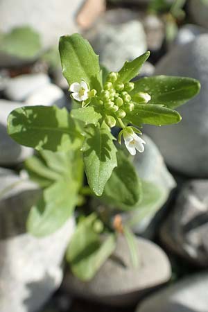 Thlaspi arvense \ Acker-Hellerkraut, Acker-Tschelkraut / Field Penny-Cress, D Insel/island Reichenau 25.4.2018