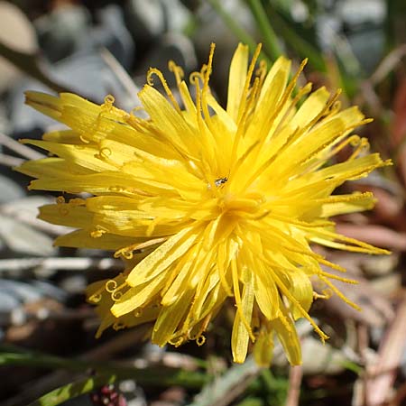 Taraxacum hollandicum \ Hollndischer Sumpf-Lwenzahn / Dutch Marsh Dandelion, D Konstanz 1.5.2019