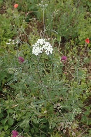 Torilis arvensis \ Acker-Klettenkerbel / Spreading Hedge Parsley, D Neuleiningen 15.6.2020