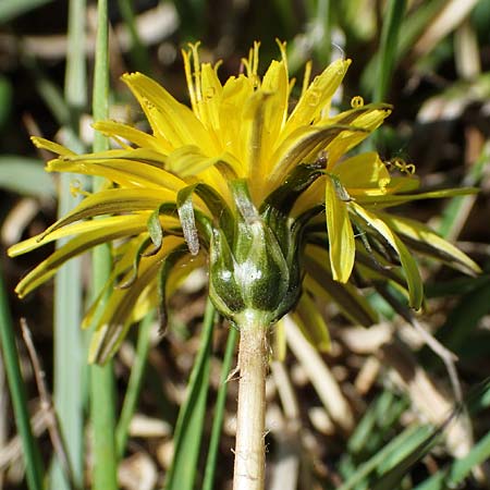 Taraxacum multilepis \ Reichschuppiger Sumpf-Lwenzahn / Many-Scaled Marsh Dandelion, D Neuried-Altenheim 27.4.2021