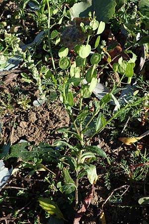 Thlaspi arvense \ Acker-Hellerkraut, Acker-Tschelkraut / Field Penny-Cress, D Ludwigshafen 22.10.2021