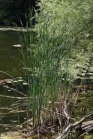 Typha angustifolia \ Schmalblttriger Rohrkolben / Lesser Bulrush, D Karlsruhe Fritschlach 23.7.2022