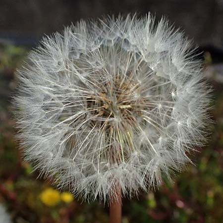 Taraxacum alsaticum \ Els��er Sumpf-L�wenzahn, D  8.4.2024