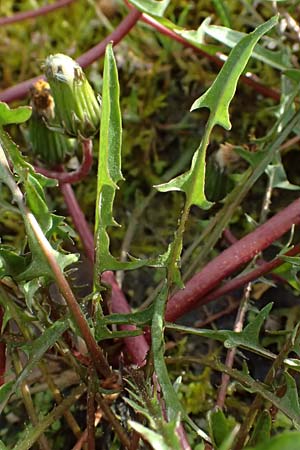 Taraxacum alsaticum \ Els��er Sumpf-L�wenzahn, D  8.4.2024