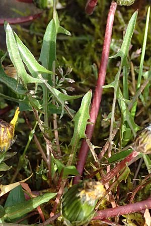 Taraxacum alsaticum \ Els��er Sumpf-L�wenzahn, D  8.4.2024