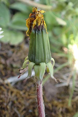Taraxacum baeckiiforme \ Graublttriger Lwenzahn / False Baeck Dandelion, D Gündelbach 18.4.2018