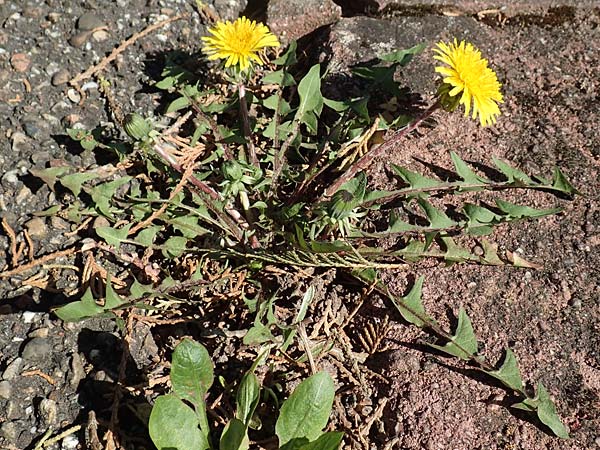 Taraxacum baeckiiforme \ Graublttriger Lwenzahn / False Baeck Dandelion, D Gündelbach 18.4.2018