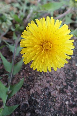 Taraxacum baeckiiforme \ Graublttriger Lwenzahn / False Baeck Dandelion, D Gündelbach 18.4.2018