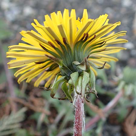 Taraxacum baeckiiforme \ Graublttriger Lwenzahn / False Baeck Dandelion, D Gündelbach 18.4.2018