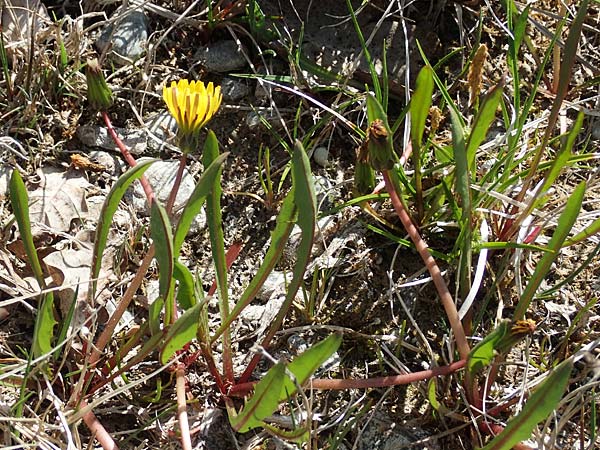 Taraxacum pauckertianum \ Pauckerts Lwenzahn / Pauckert's Dandelion, D Konstanz 24.4.2018