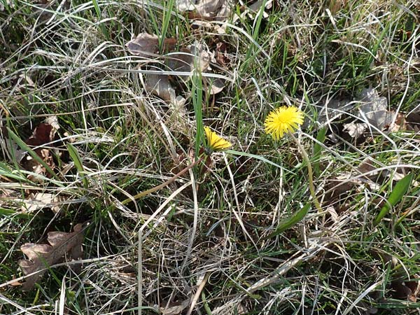 Taraxacum pauckertianum \ Pauckerts Lwenzahn / Pauckert's Dandelion, D Konstanz 24.4.2018