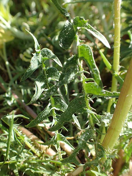 Taraxacum tortilobum \ Gedrehtlappiger Lwenzahn / Twisted-Lobed Dandelion, D Karlsruhe 30.4.2018