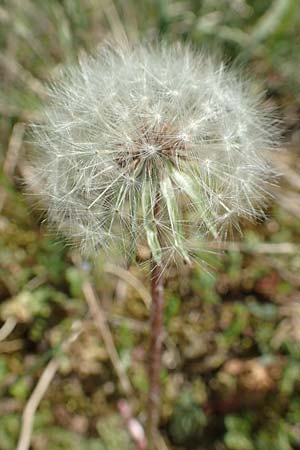Taraxacum tortilobum \ Gedrehtlappiger Lwenzahn / Twisted-Lobed Dandelion, D Karlsruhe 30.4.2018
