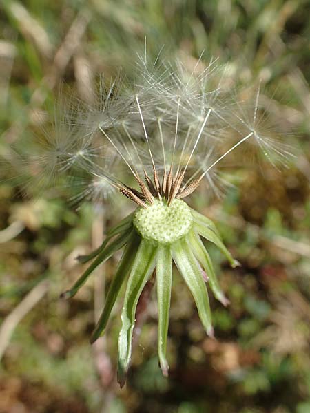 Taraxacum tortilobum \ Gedrehtlappiger Lwenzahn / Twisted-Lobed Dandelion, D Karlsruhe 30.4.2018