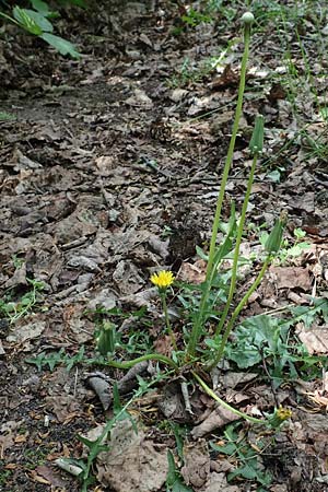 Taraxacum sect. Erythrosperma ? \ Schwielen-Lwenzahn, Heide-Lwenzahn / Lesser Dandelion, D Mannheim 1.5.2018
