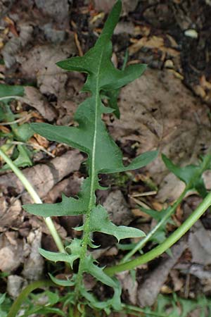 Taraxacum sect. Erythrosperma ? \ Schwielen-Lwenzahn, Heide-Lwenzahn / Lesser Dandelion, D Mannheim 1.5.2018