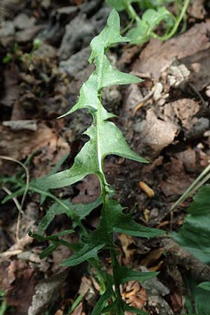 Taraxacum sect. Erythrosperma ? \ Schwielen-Lwenzahn, Heide-Lwenzahn / Lesser Dandelion, D Mannheim 1.5.2018