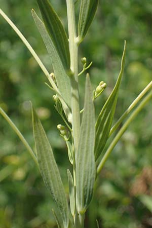 Thesium bavarum \ Bayerischer Bergflachs, Bayerisches Leinblatt / Bavarian Bastard Toadflax, D Thüringen, Kölleda 15.6.2023