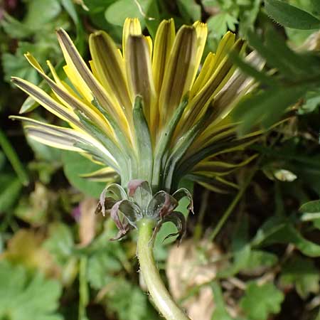 Taraxacum lacistophyllum \ Geschlitztblttriger Lwenzahn, D Forst 8.4.2024