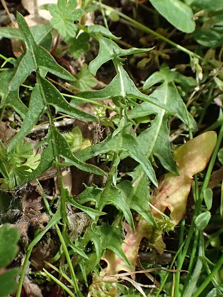 Taraxacum lacistophyllum \ Geschlitztblttriger Lwenzahn, D Forst 8.4.2024