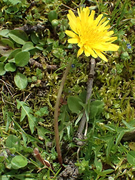 Taraxacum lacistophyllum \ Geschlitztblttriger Lwenzahn, D Forst 8.4.2024