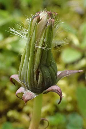 Taraxacum lacistophyllum \ Geschlitztblttriger Lwenzahn, D Forst 8.4.2024