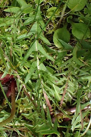 Taraxacum lacistophyllum \ Geschlitztblttriger Lwenzahn, D Forst 8.4.2024
