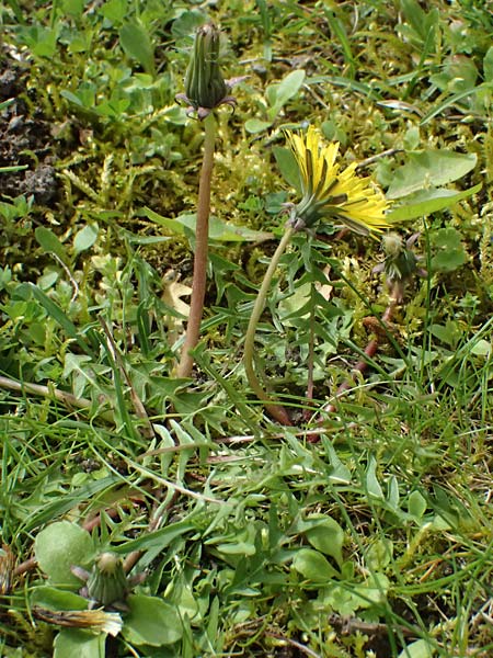 Taraxacum lacistophyllum \ Geschlitztblttriger Lwenzahn, D Forst 8.4.2024