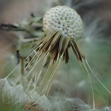 Taraxacum prunicolor \ Pflaumenh�lliger L�wenzahn / Plumcolored Dandelion, D Darmstadt 28.4.2026