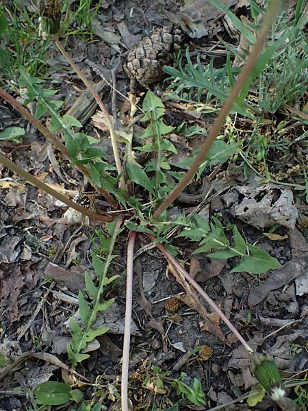 Taraxacum prunicolor \ Pflaumenh�lliger L�wenzahn / Plumcolored Dandelion, D Darmstadt 28.4.2026