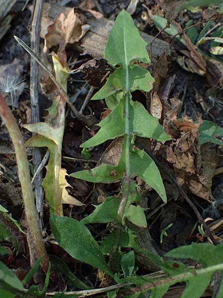 Taraxacum prunicolor \ Pflaumenh�lliger L�wenzahn / Plumcolored Dandelion, D Darmstadt 28.4.2026
