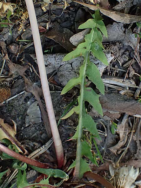 Taraxacum prunicolor \ Pflaumenh�lliger L�wenzahn / Plumcolored Dandelion, D Darmstadt 28.4.2026