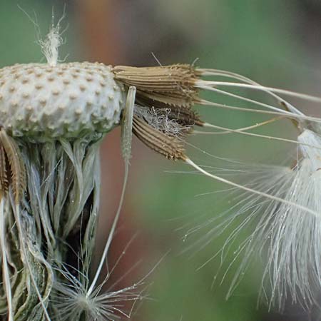 Taraxacum prunicolor \ Pflaumenh�lliger L�wenzahn / Plumcolored Dandelion, D Darmstadt 28.4.2026