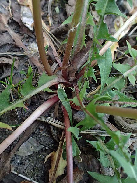 Taraxacum prunicolor \ Pflaumenh�lliger L�wenzahn / Plumcolored Dandelion, D Darmstadt 28.4.2026