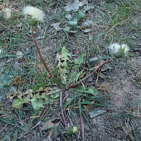 Taraxacum prunicolor \ Pflaumenh�lliger L�wenzahn / Plumcolored Dandelion, D Mannheim 29.4.2026