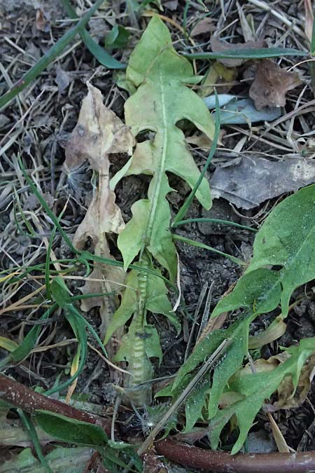 Taraxacum prunicolor \ Pflaumenh�lliger L�wenzahn / Plumcolored Dandelion, D Mannheim 29.4.2026