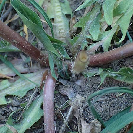 Taraxacum prunicolor \ Pflaumenh�lliger L�wenzahn / Plumcolored Dandelion, D Mannheim 29.4.2026