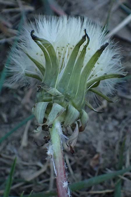 Taraxacum prunicolor \ Pflaumenh�lliger L�wenzahn / Plumcolored Dandelion, D Mannheim 29.4.2026