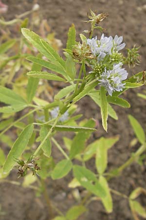 Trigonella caerulea \ Schabzigerklee / Blue Fenugreek, D Botan. Gar.  Universit.  Mainz 11.7.2009