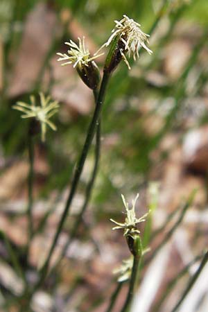 Trichophorum cespitosum subsp. cespitosum \ Gewhnliche Rasenbinse / Deer Grass, D Schwarzwald/Black-Forest, Kaltenbronn 8.6.2013