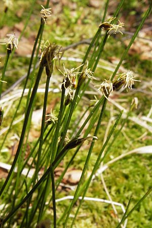 Trichophorum cespitosum subsp. cespitosum \ Gewhnliche Rasenbinse / Deer Grass, D Schwarzwald/Black-Forest, Kaltenbronn 8.6.2013