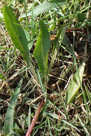 Taraxacum ciliare \ Gewimperter Sumpf-Lwenzahn / Ciliate Marsh Dandelion, D Konstanz 24.4.2018