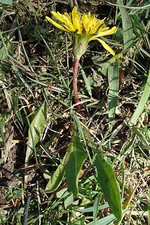 Taraxacum ciliare \ Gewimperter Sumpf-Lwenzahn / Ciliate Marsh Dandelion, D Konstanz 24.4.2018