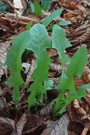 Taraxacum spec5 ? \ Lwenzahn, D Mannheim 6.11.2015