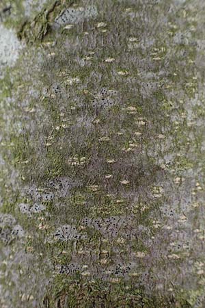 Tetradium daniellii \ Samthaarige Stink-Esche, Bienenbaum / Bee Bee Tree, Korean Evodia, D Groß-Gerau 15.7.2017