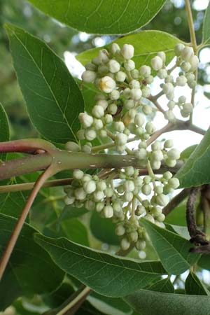 Tetradium daniellii \ Samthaarige Stink-Esche, Bienenbaum / Bee Bee Tree, Korean Evodia, D Groß-Gerau 15.7.2017