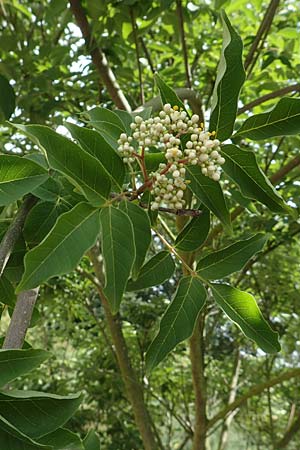 Tetradium daniellii \ Samthaarige Stink-Esche, Bienenbaum / Bee Bee Tree, Korean Evodia, D Groß-Gerau 15.7.2017