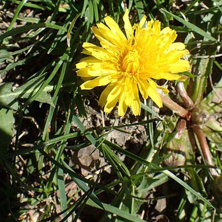 Taraxacum udum agg. \ Flutrasen-L�wenzahn / Marsh Dandelion, D Konstanz 24.4.2018