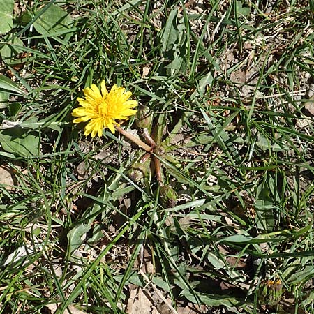 Taraxacum udum agg. \ Flutrasen-L�wenzahn / Marsh Dandelion, D Konstanz 24.4.2018