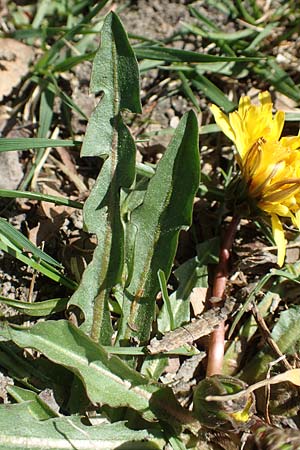 Taraxacum udum agg. \ Flutrasen-L�wenzahn / Marsh Dandelion, D Konstanz 24.4.2018